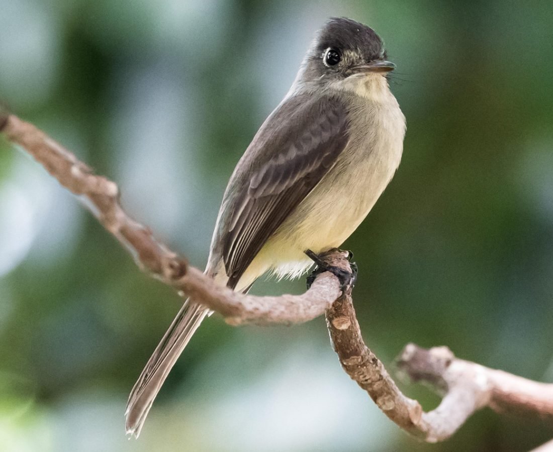 cuba, san cristobal, artemisa, bobito chico, bird, wildlife, nature, animal, birding